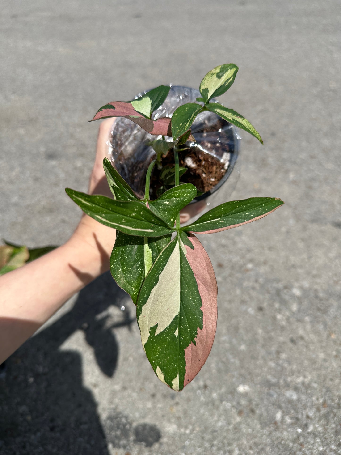 Syngonium 'Tricolor’ 3"