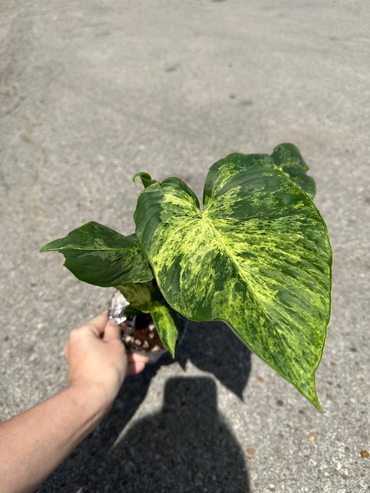 Homalomena ‘Red Stem’ Variegated 4"