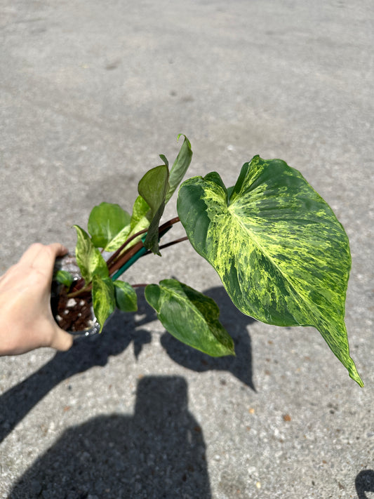 Homalomena ‘Red Stem’ Variegated 4"