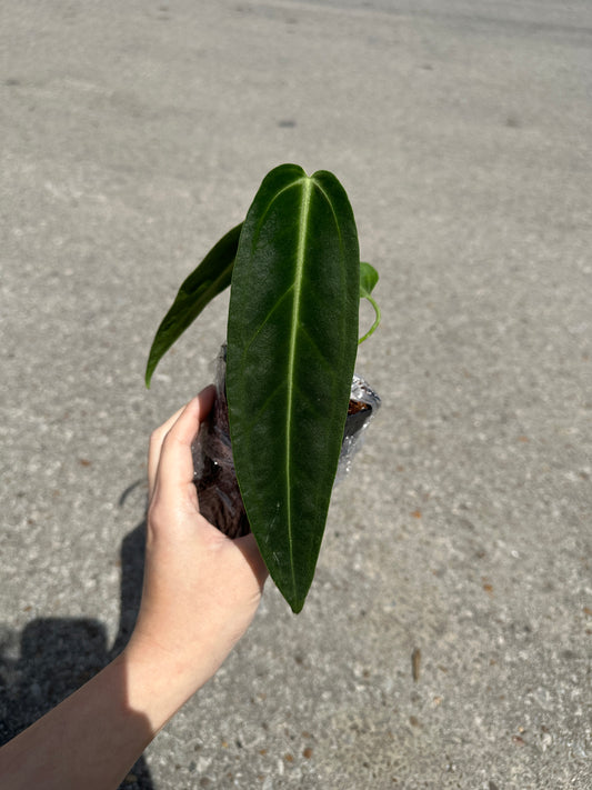 Anthurium warocqueanum ‘Dark Queen’ 4"