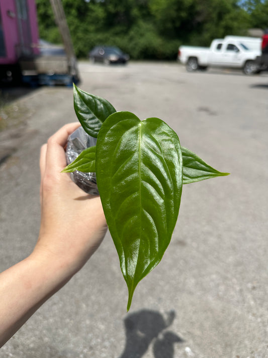 Anthurium Veitchii 3"