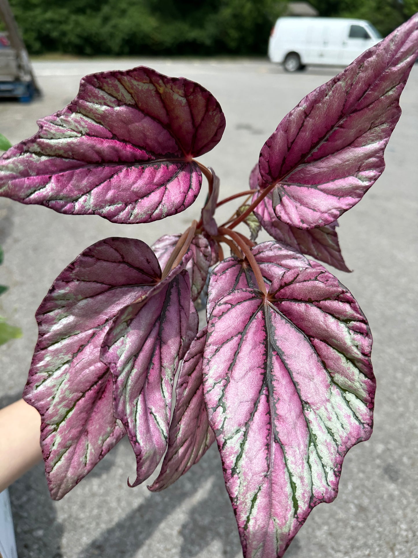Begonia Rex ‘Hugh McLauchlan’ 3"