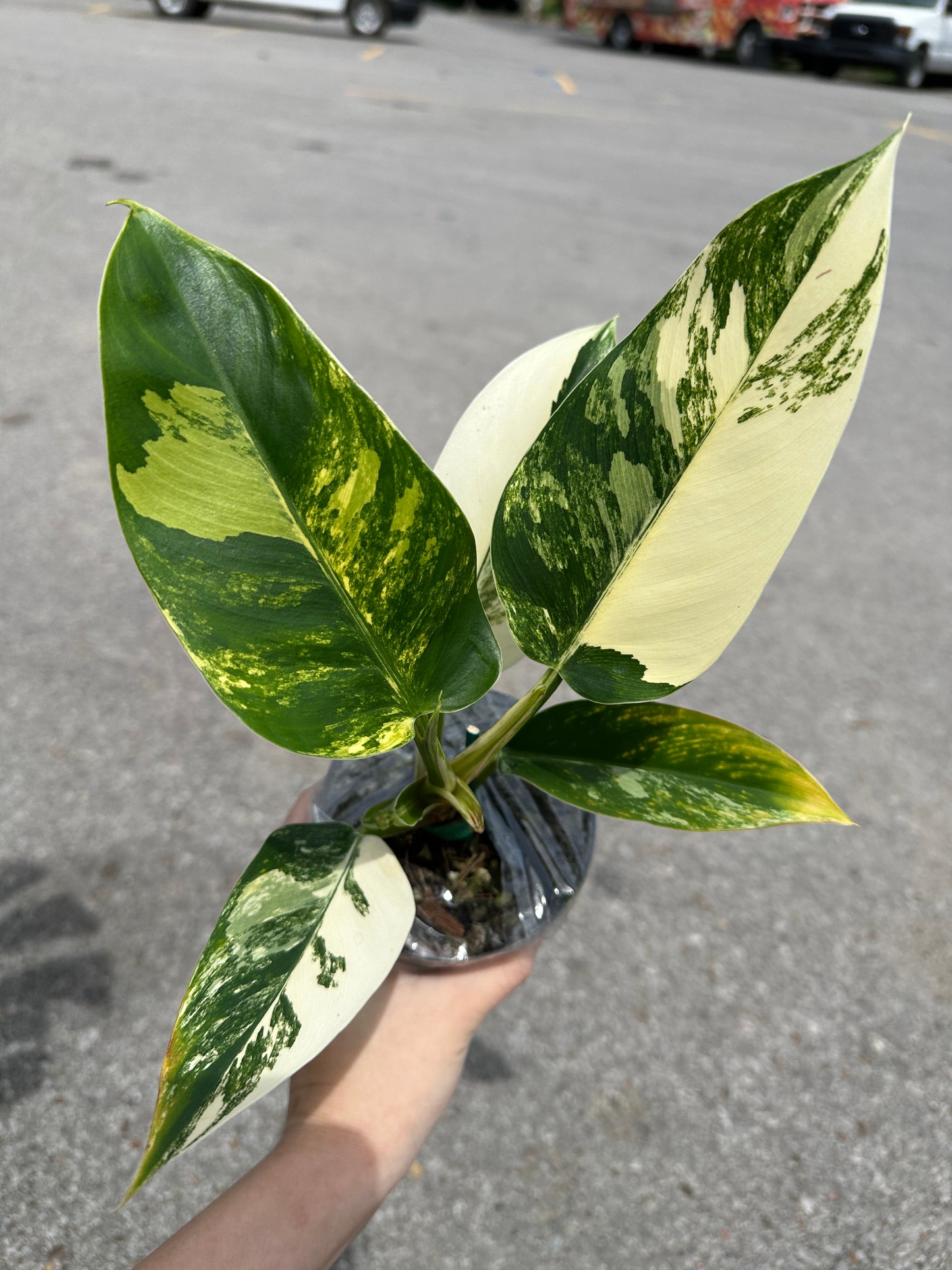 Philodendron Imperial Green variegated 4”