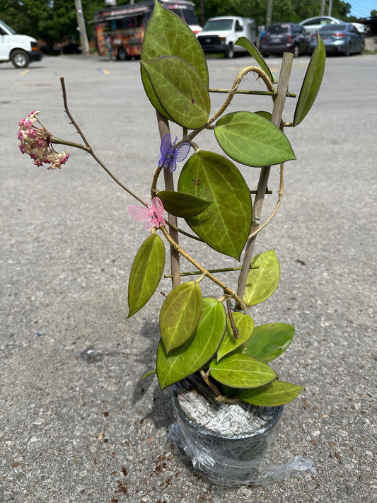 Hoya Patcharawalai 023 (H. icensis) 5"