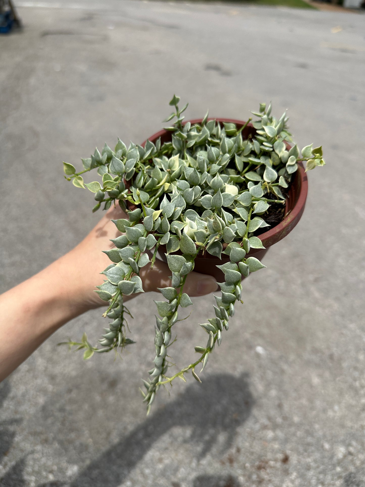 Dischidia 'Million Hearts' variegated 4”