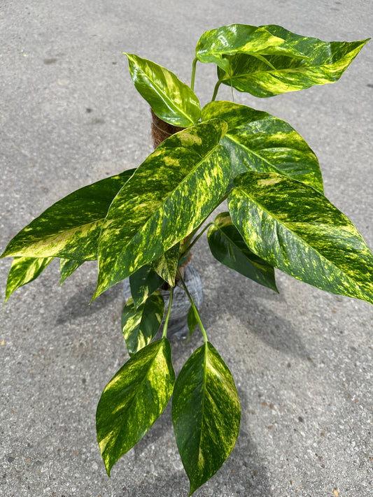 Epipremnum pinnatum ‘Yellow Flame’ 6"