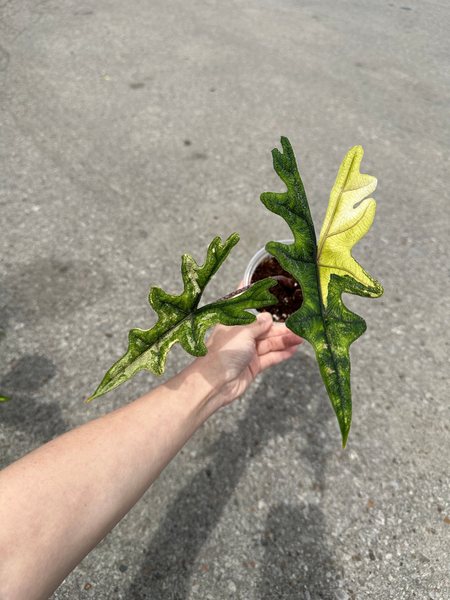 Alocasia Jacklyn Aurea Variegated 4"