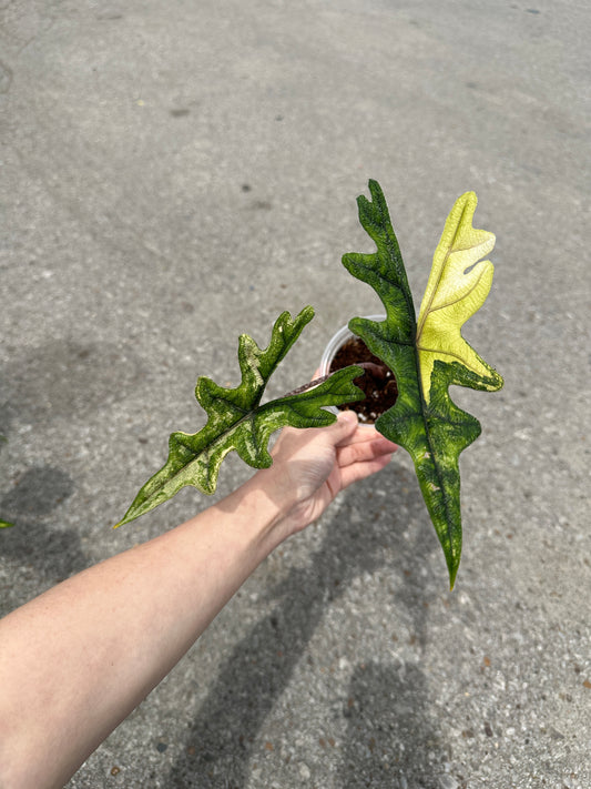Alocasia Jacklyn Aurea Variegated 4"