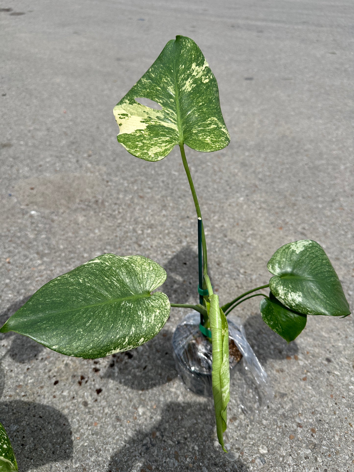 Monstera 'White Monster’ 4"