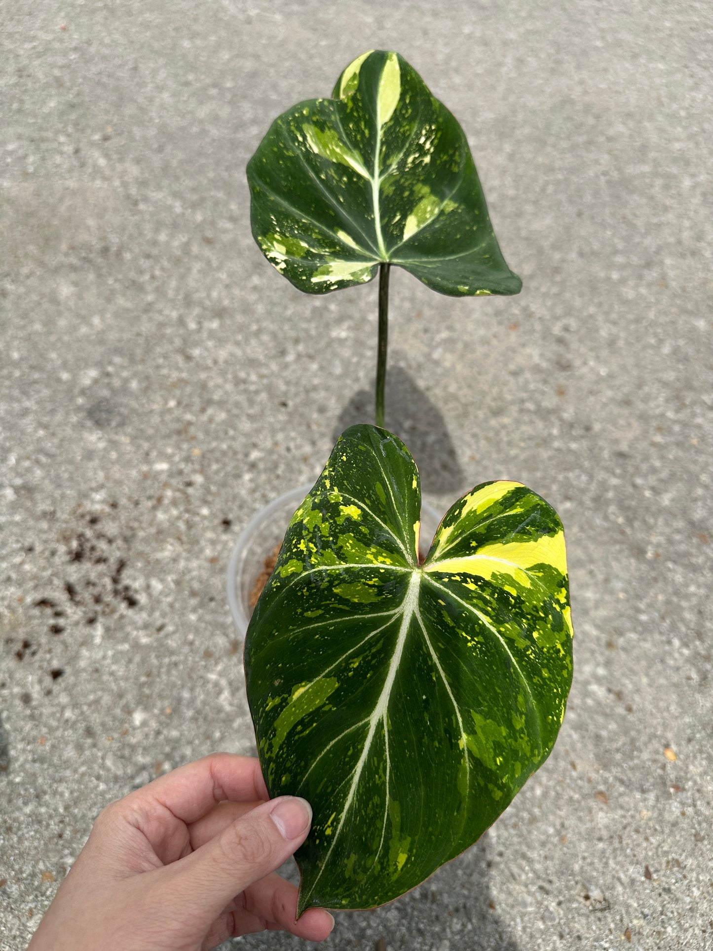 Philodendron Gloriosum Variegated 6"