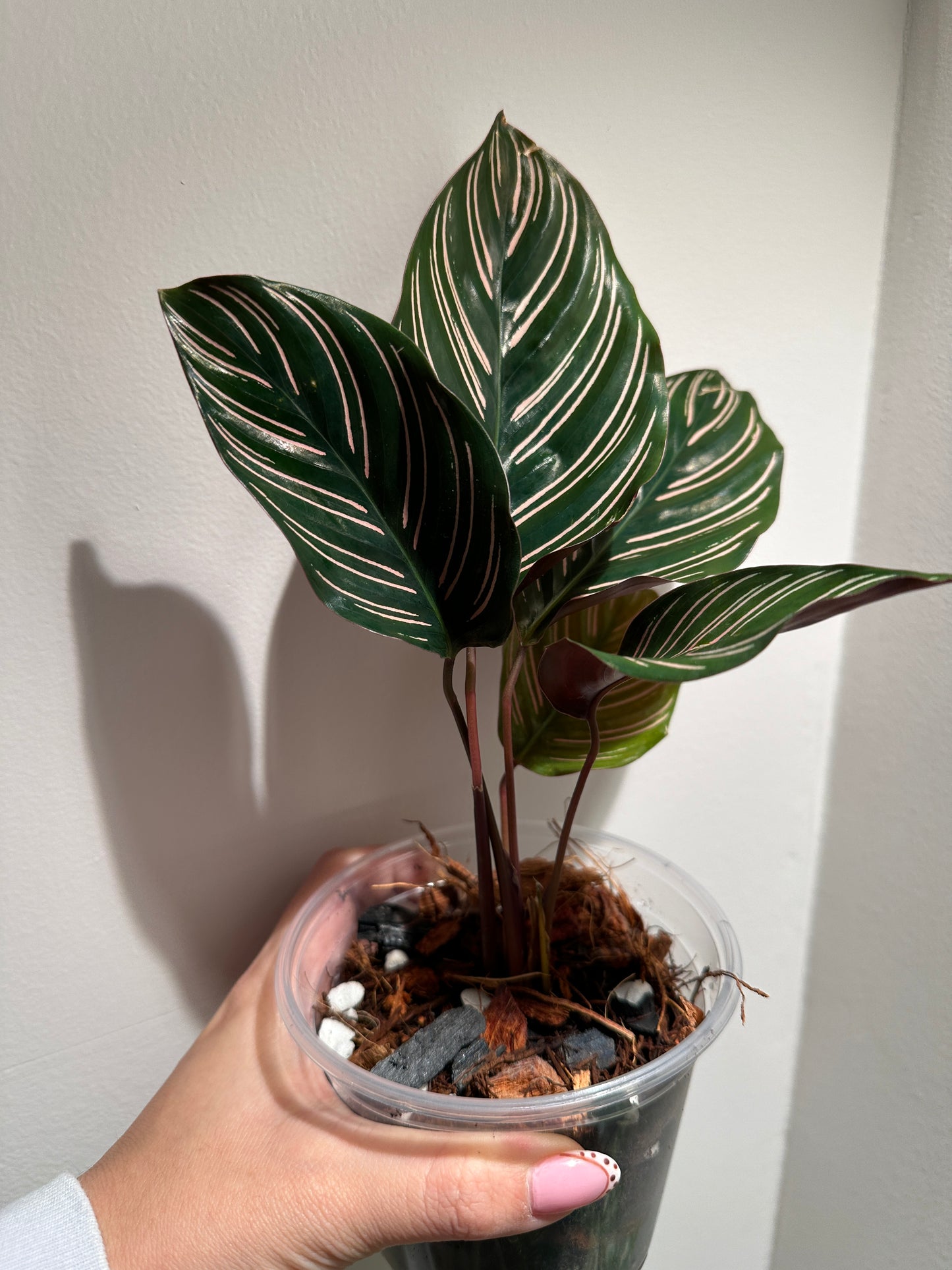 Hand holding Calathea Pinstripe Ornata