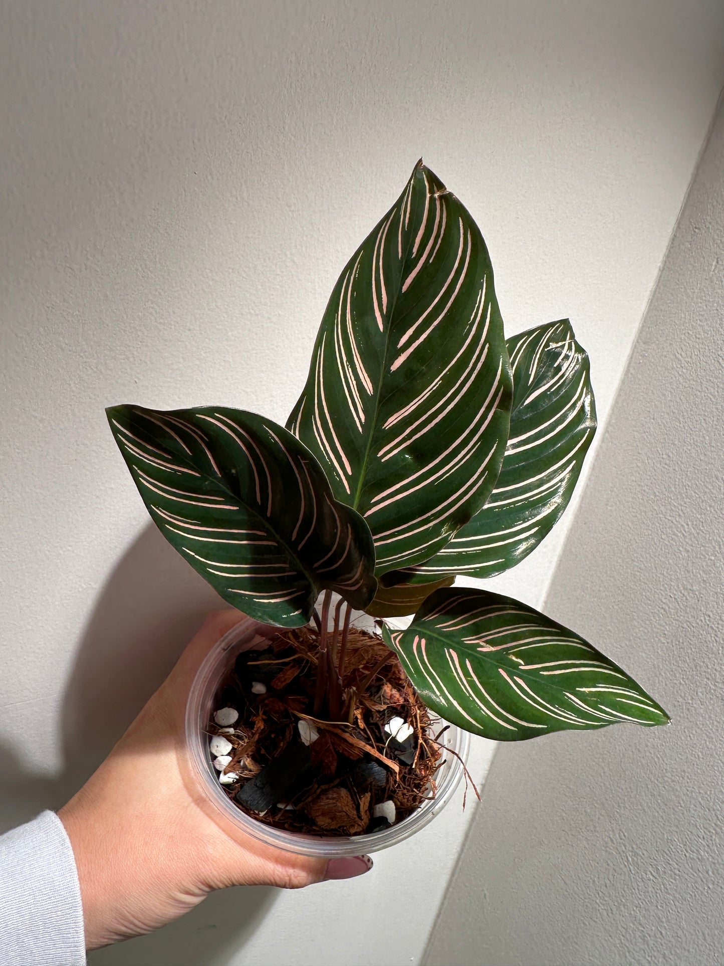 Hand holding Calathea Pinstripe Ornata