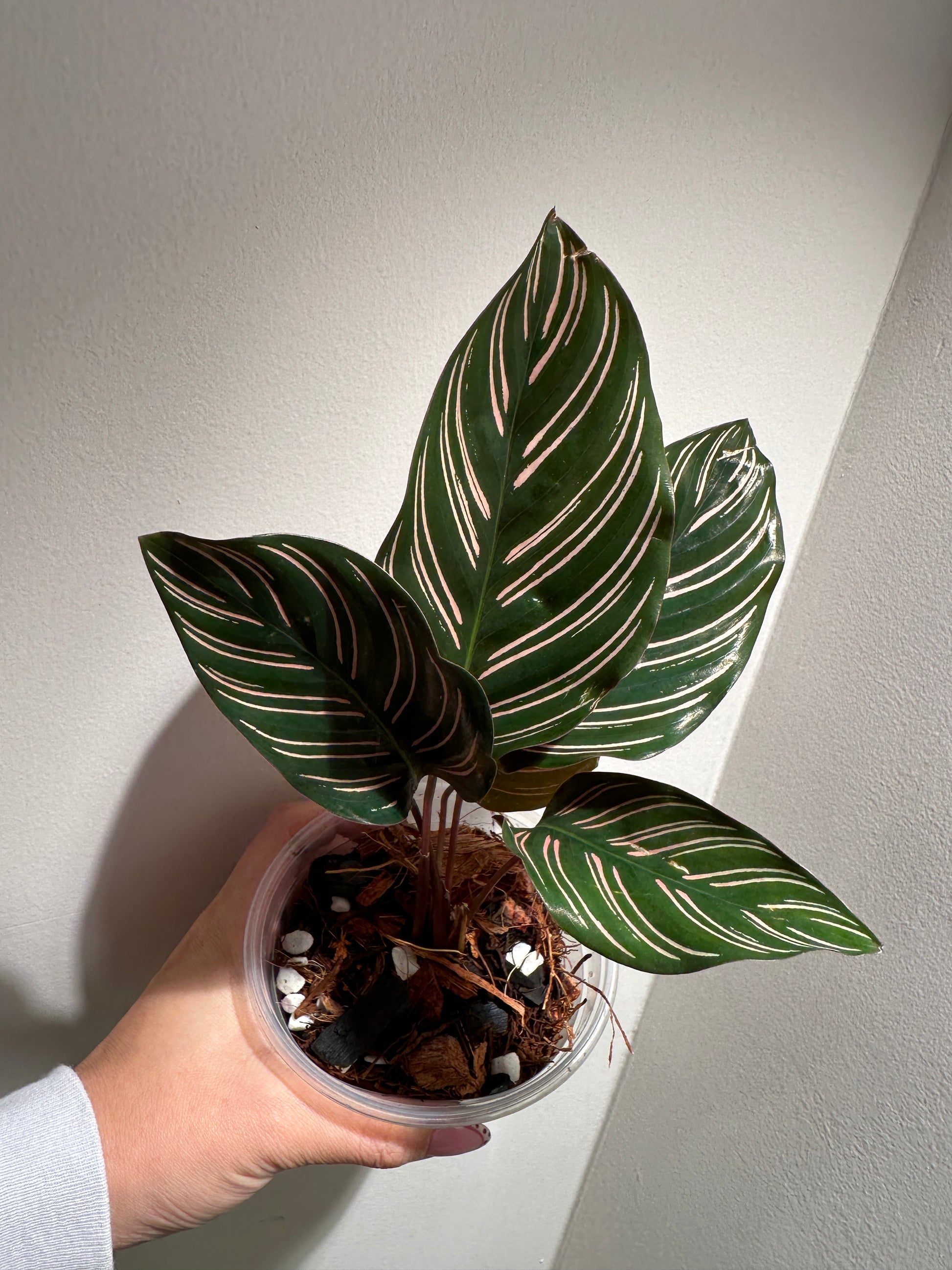 Hand holding Calathea Pinstripe Ornata