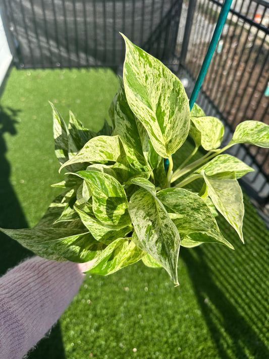 Hand holding Marble Queen Pothos, Epipremnum Aureum top view