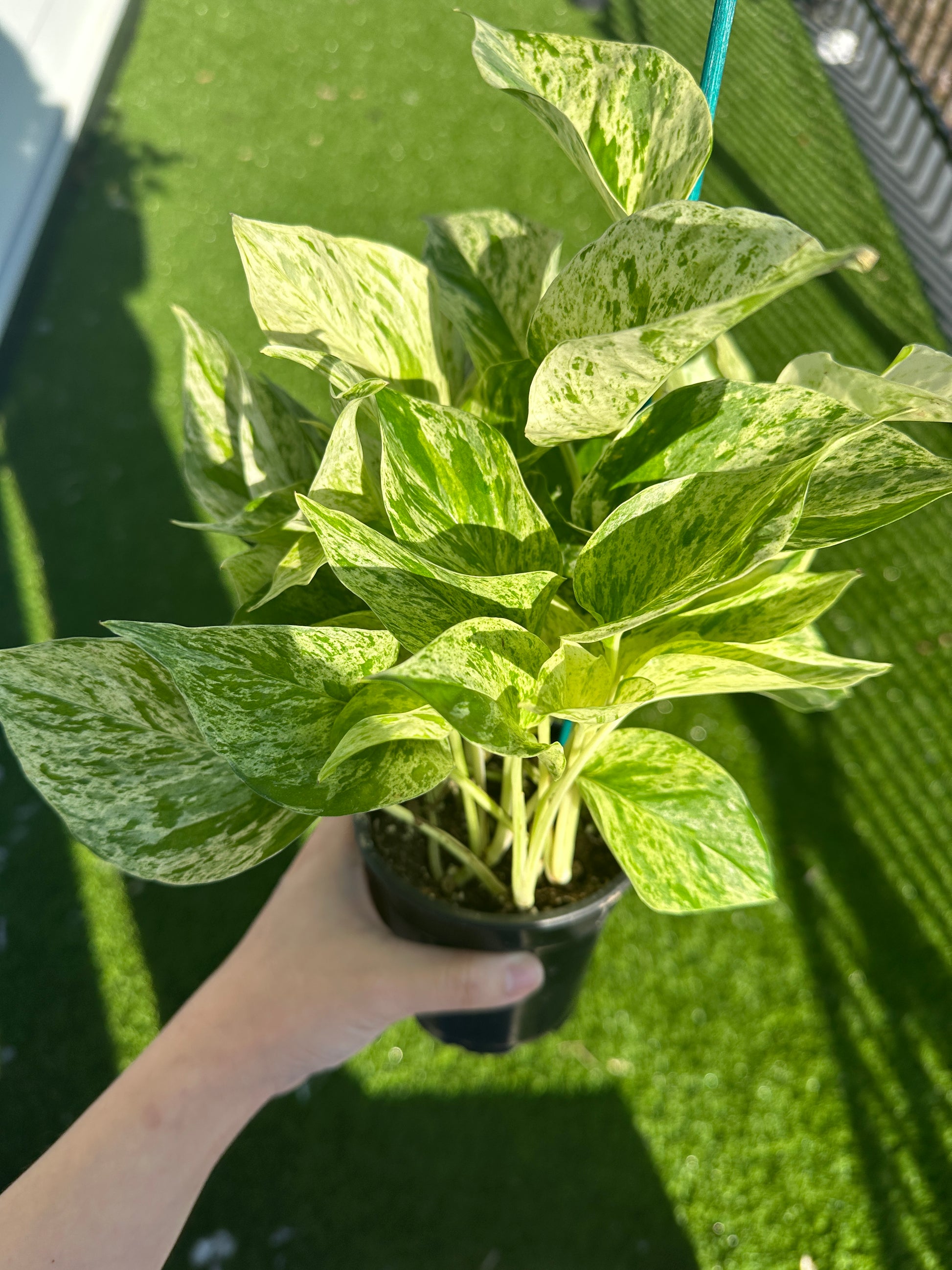 Hand holding Marble Queen Pothos, Epipremnum Aureum