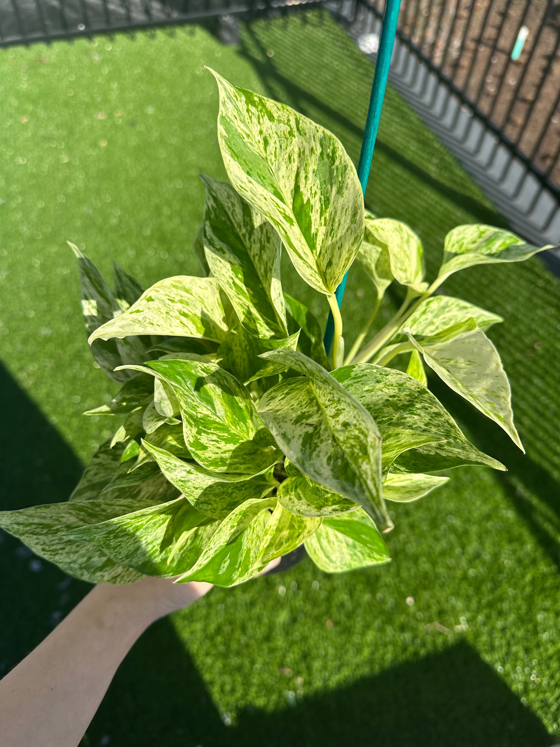 Hand holding Marble Queen Pothos, Epipremnum Aureum top view