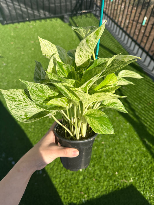 Hand holding Marble Queen Pothos, Epipremnum Aureum