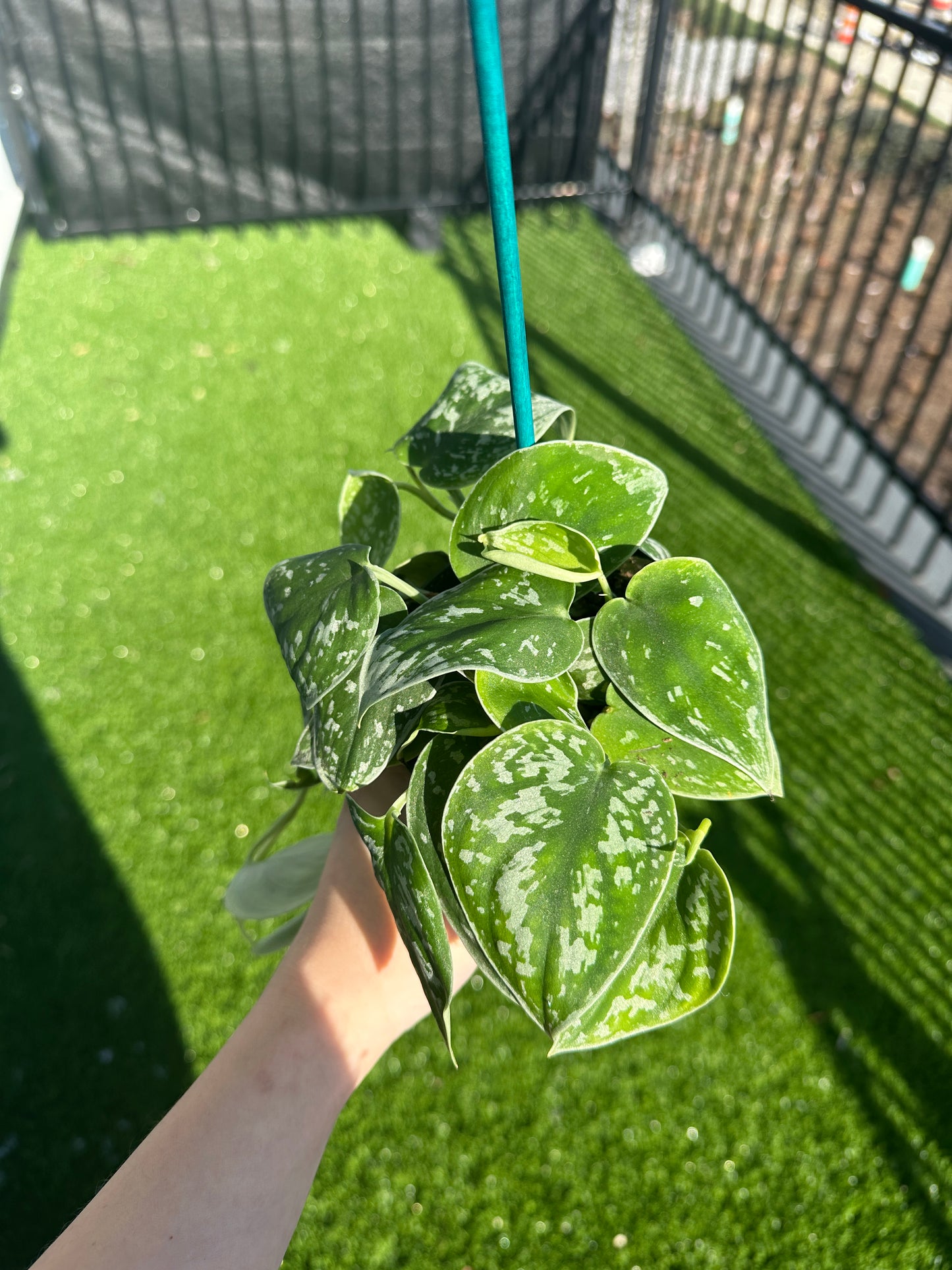 Hand holding Satin Pothos, Scindapsus Pictus vertical view