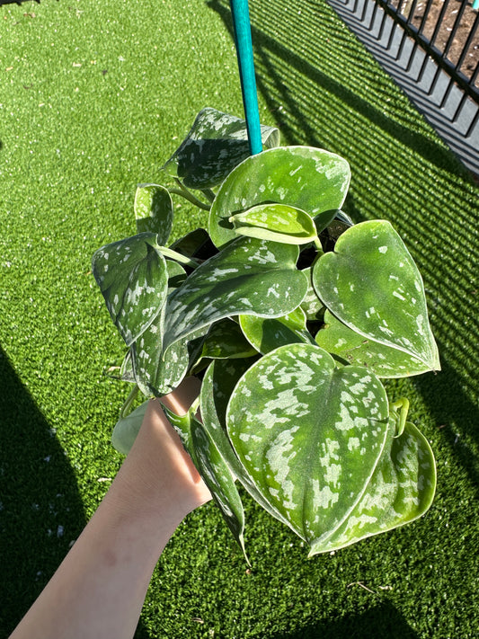 Hand holding Satin Pothos, Scindapsus Pictus vertical view