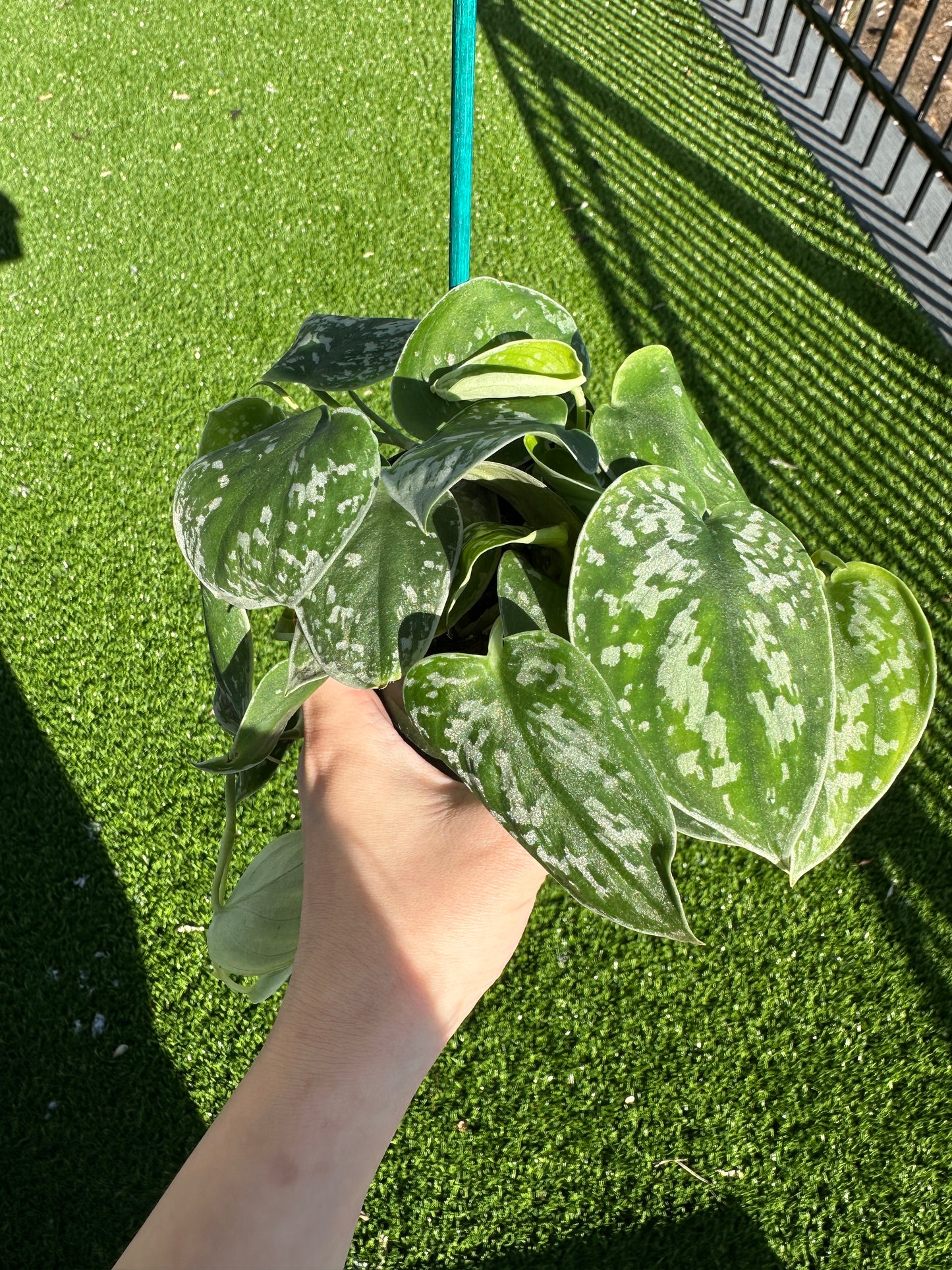 Hand holding Satin Pothos, Scindapsus Pictus vertical view