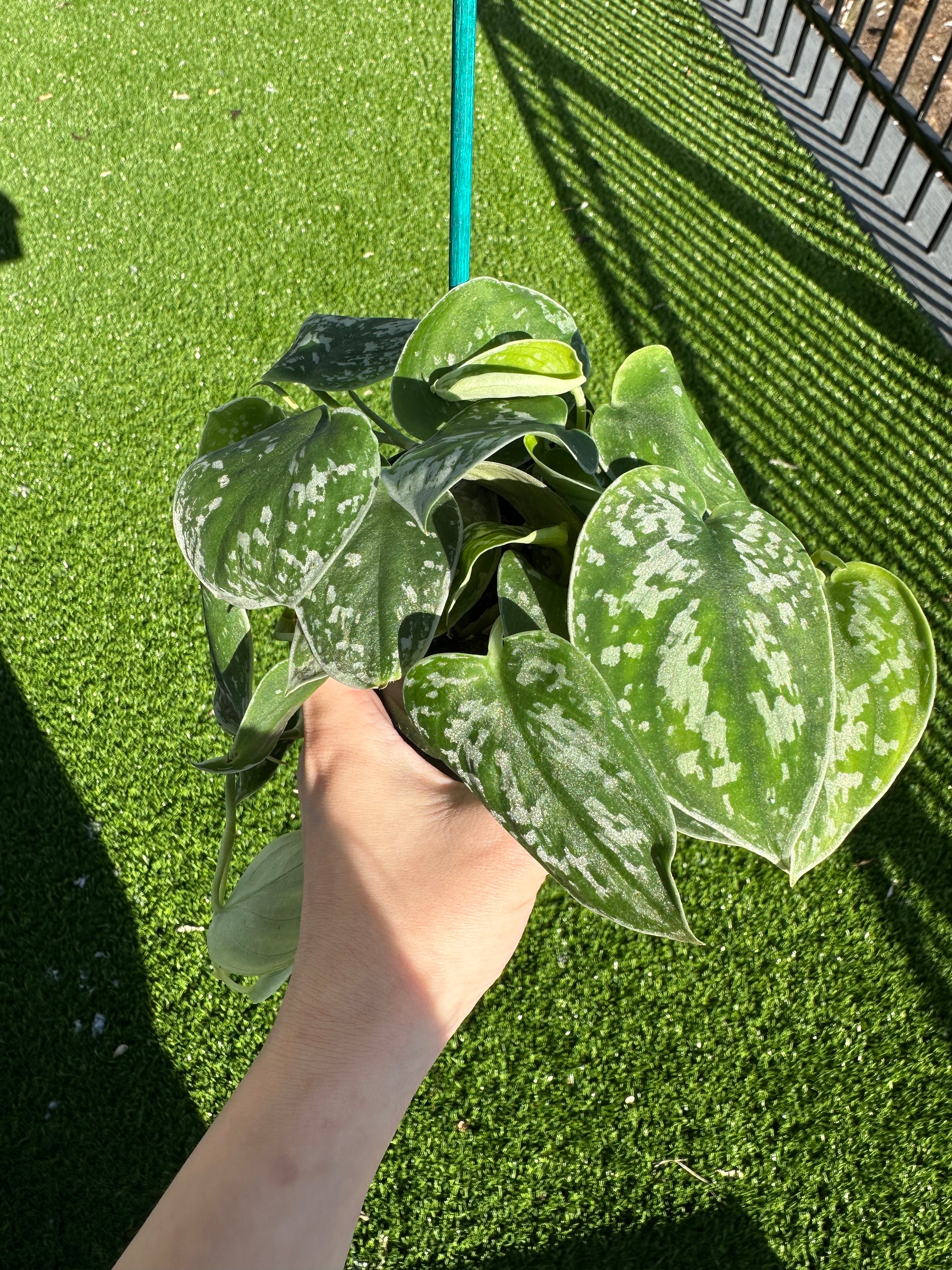 Hand holding Satin Pothos, Scindapsus Pictus vertical view