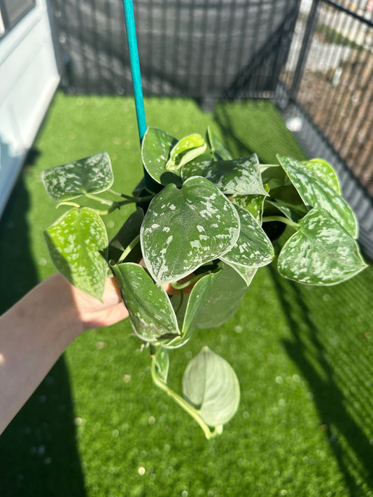 Hand holding Satin Pothos, Scindapsus Pictus vertical view