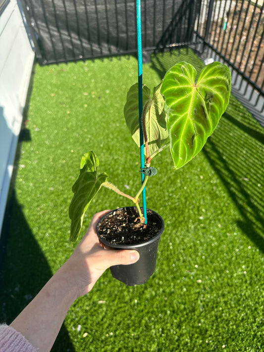 Hand holding Philodendron Verrucosum