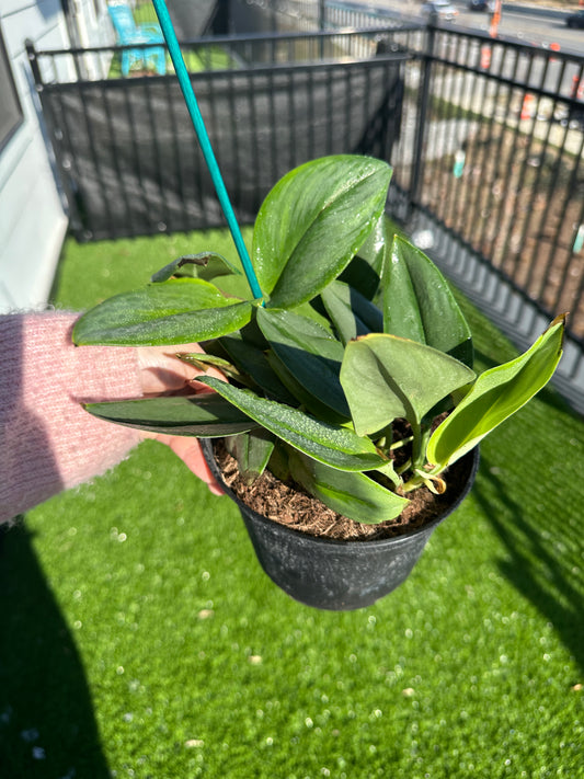 Hand holding Scindapsus treubii Moonlight, Sterling Silver