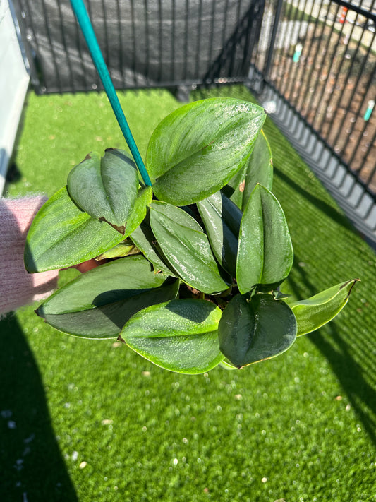 Scindapsus treubii Moonlight, Sterling Silver