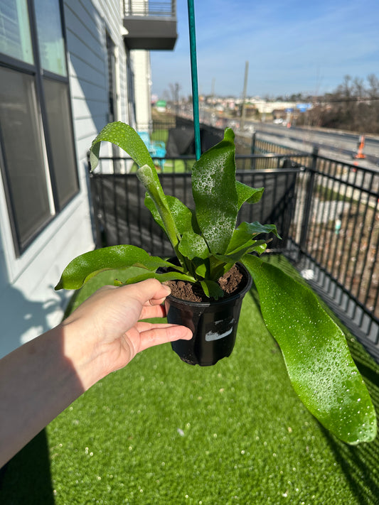 Hand holding Staghorn Fern