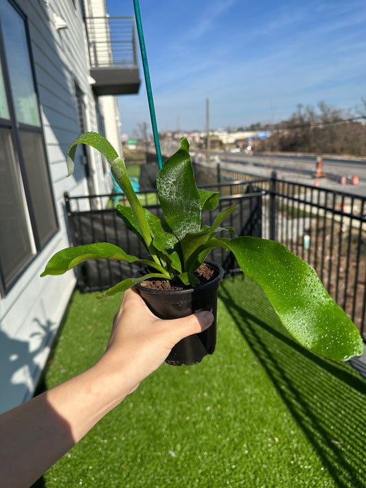 Hand holding Staghorn Fern