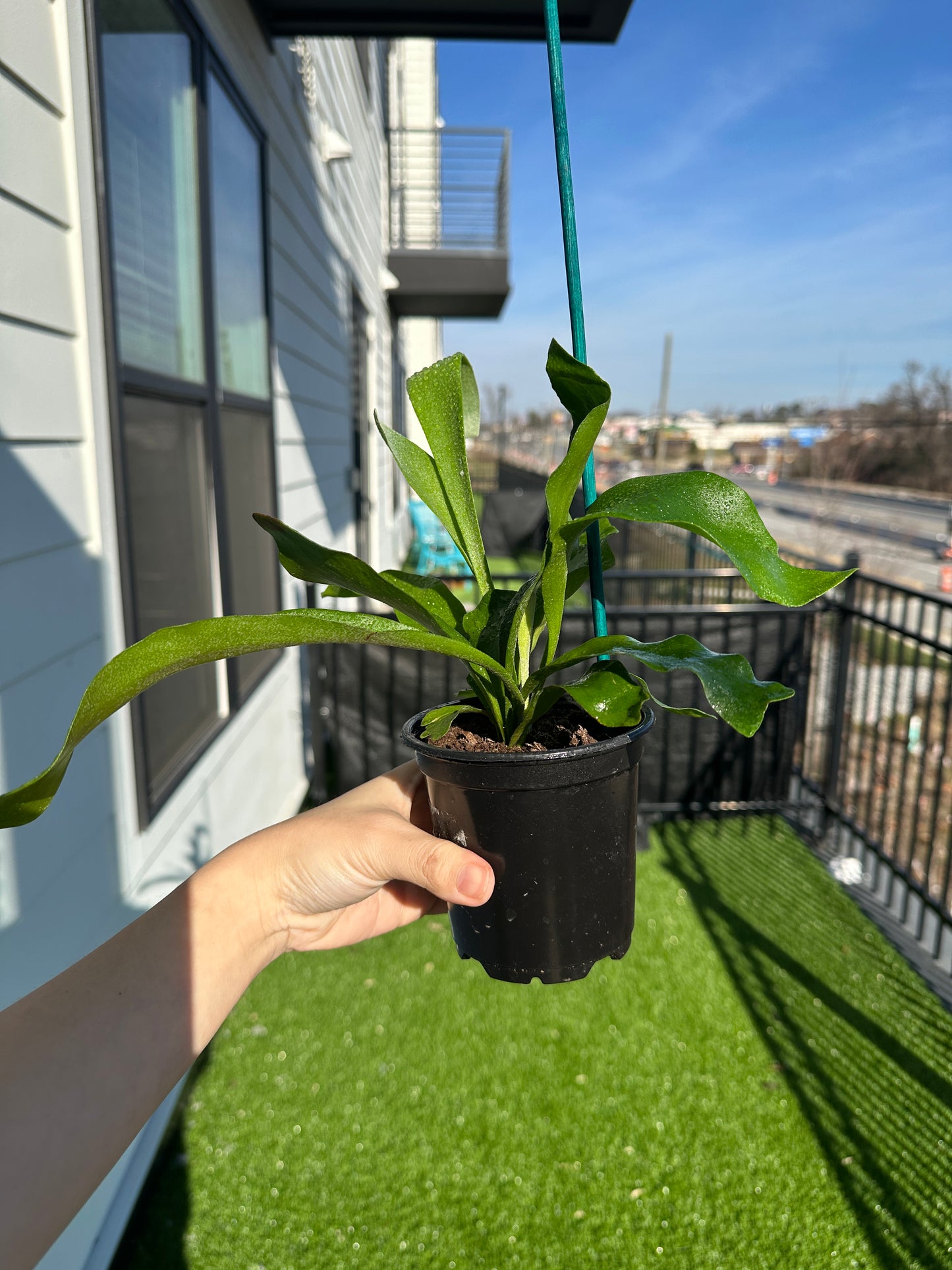 Hand holding Staghorn Fern side view