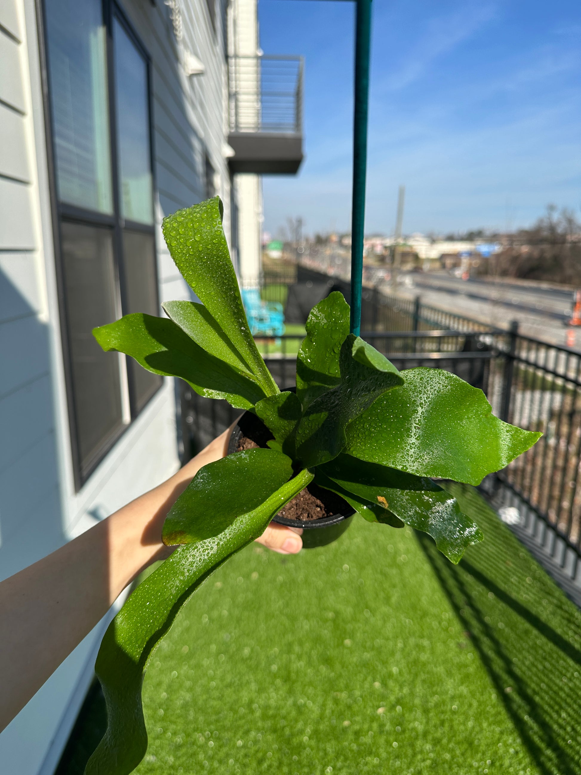 Hand holding Staghorn Fern top view