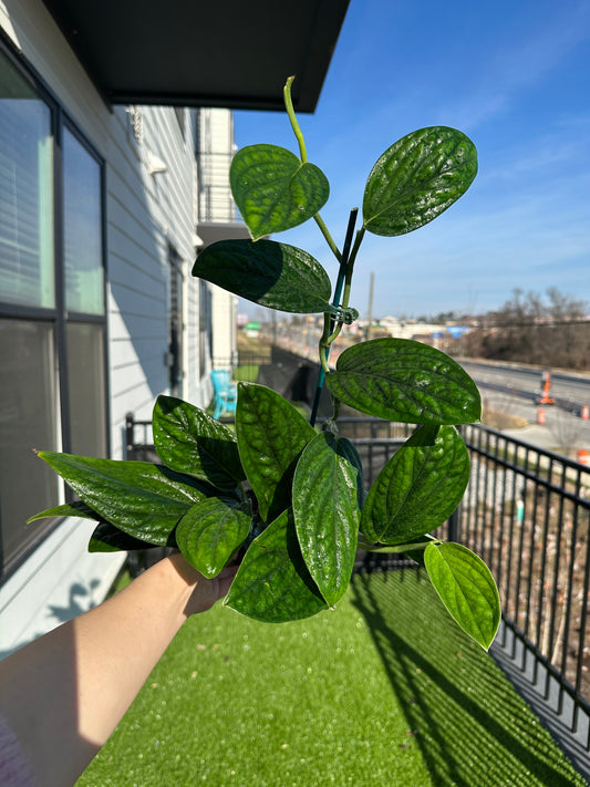 Hand holding Monstera Peru