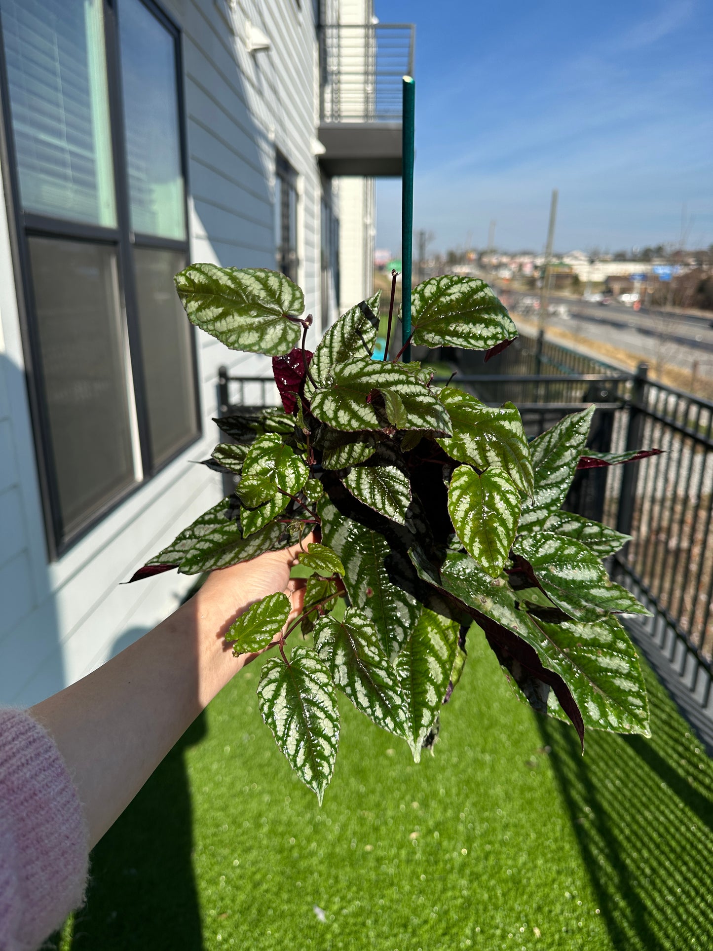 Hand holding Begonia Rex Vine top view