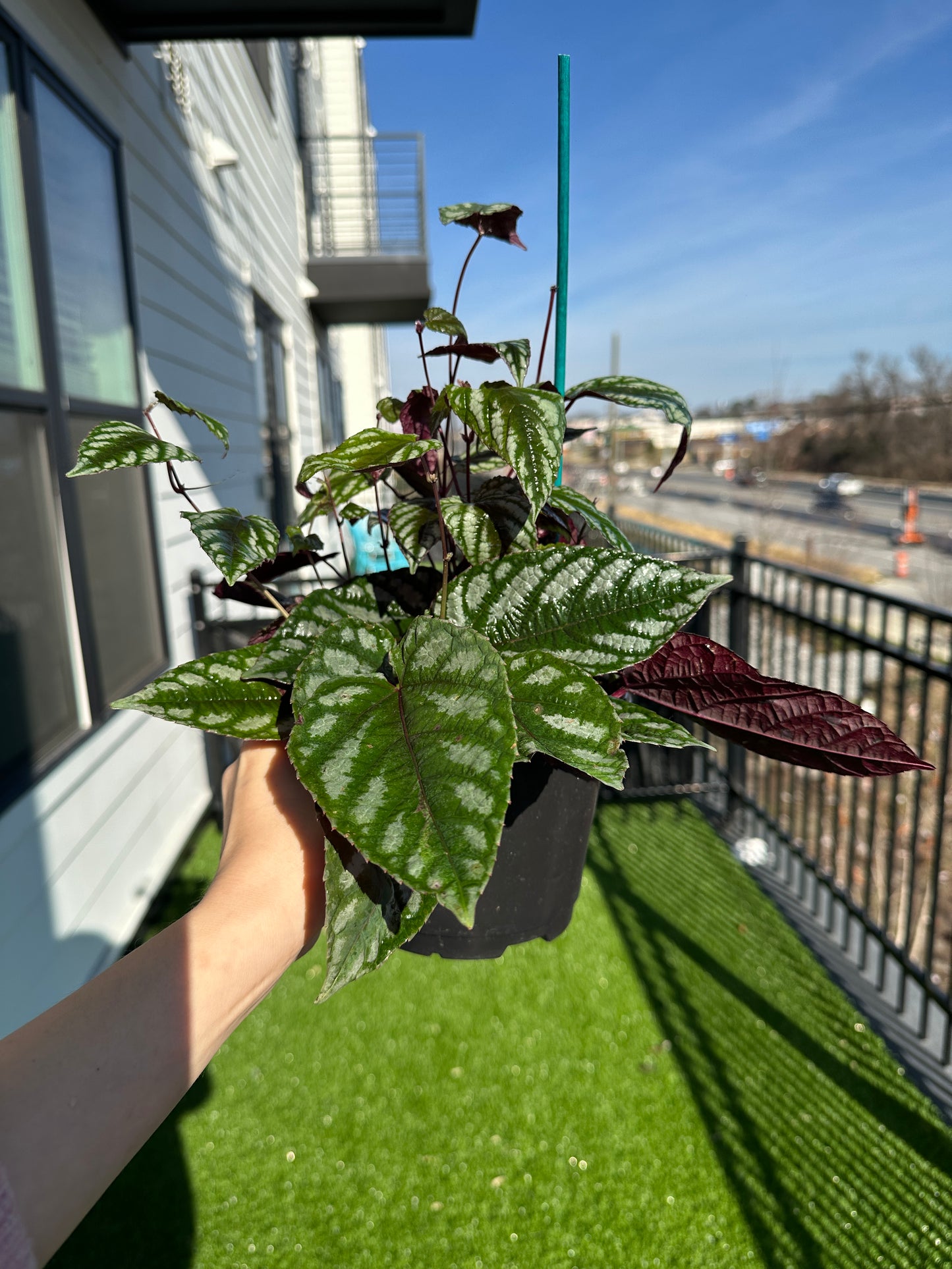 Hand holding Begonia Rex Vine