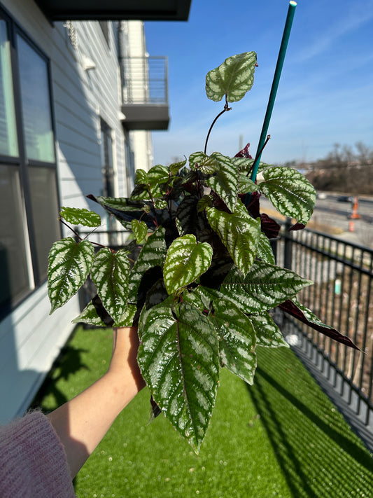 Hand holding Begonia Rex Vine top view