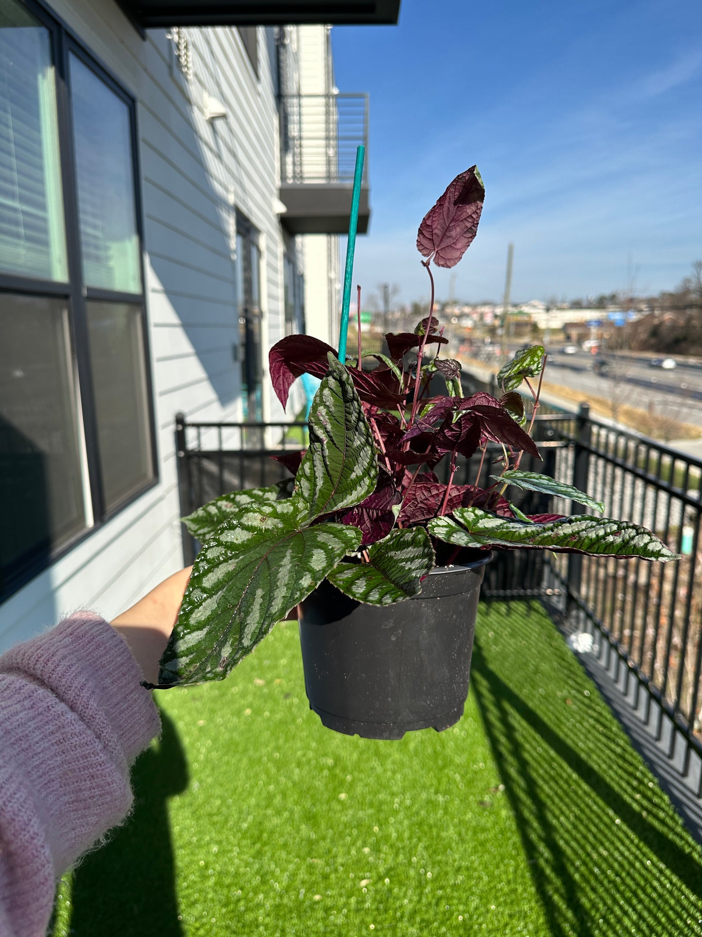 Hand holding Begonia Rex Vine side view