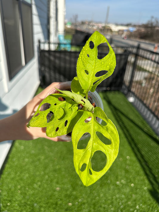Hand holding Neon Monstera vertical view