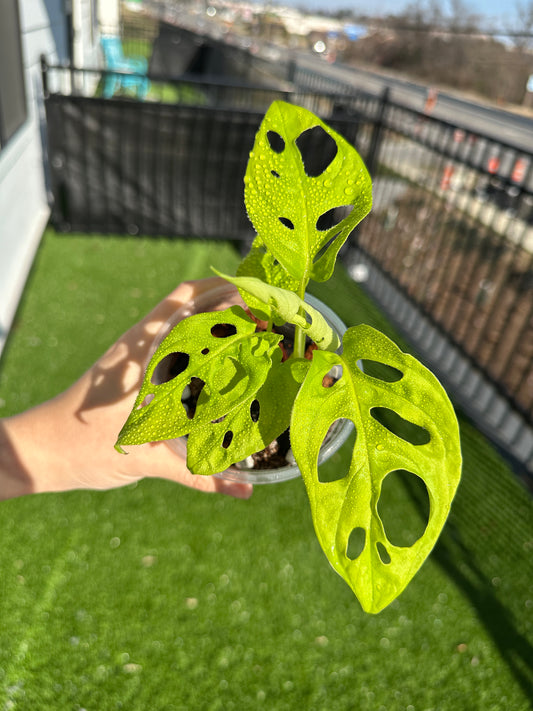 Hand holding Neon Monstera vertical view