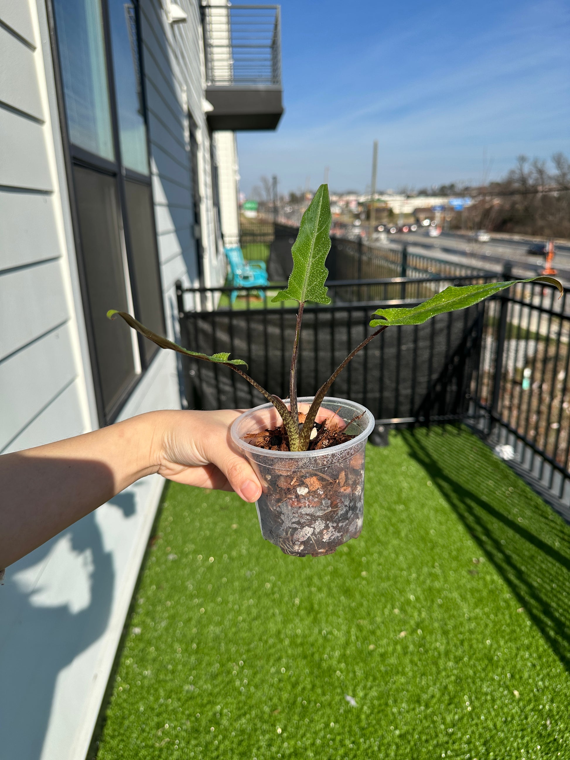 Hand holding Alocasia Purple Sword side view