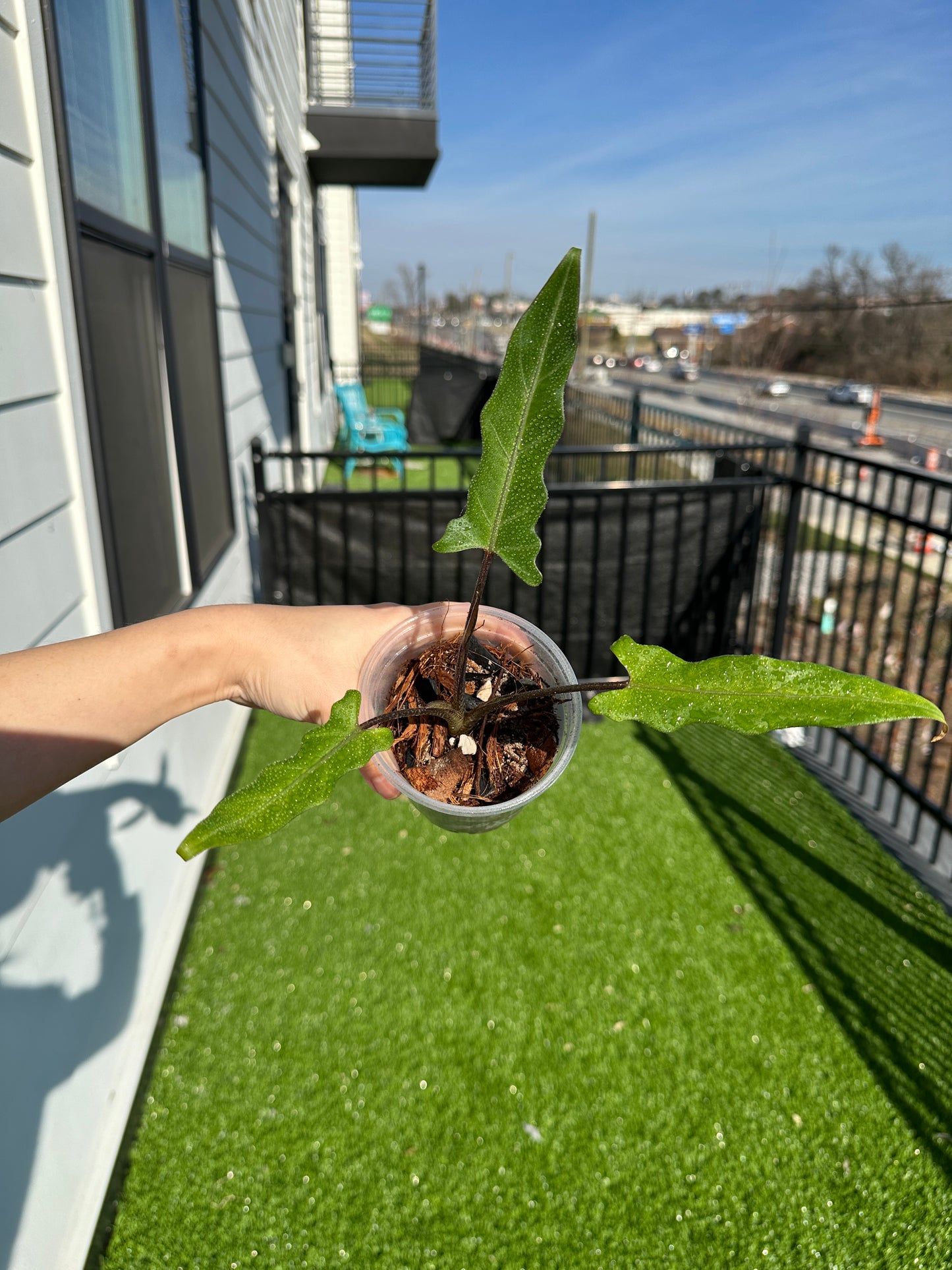 Hand holding Alocasia Purple Sword top view