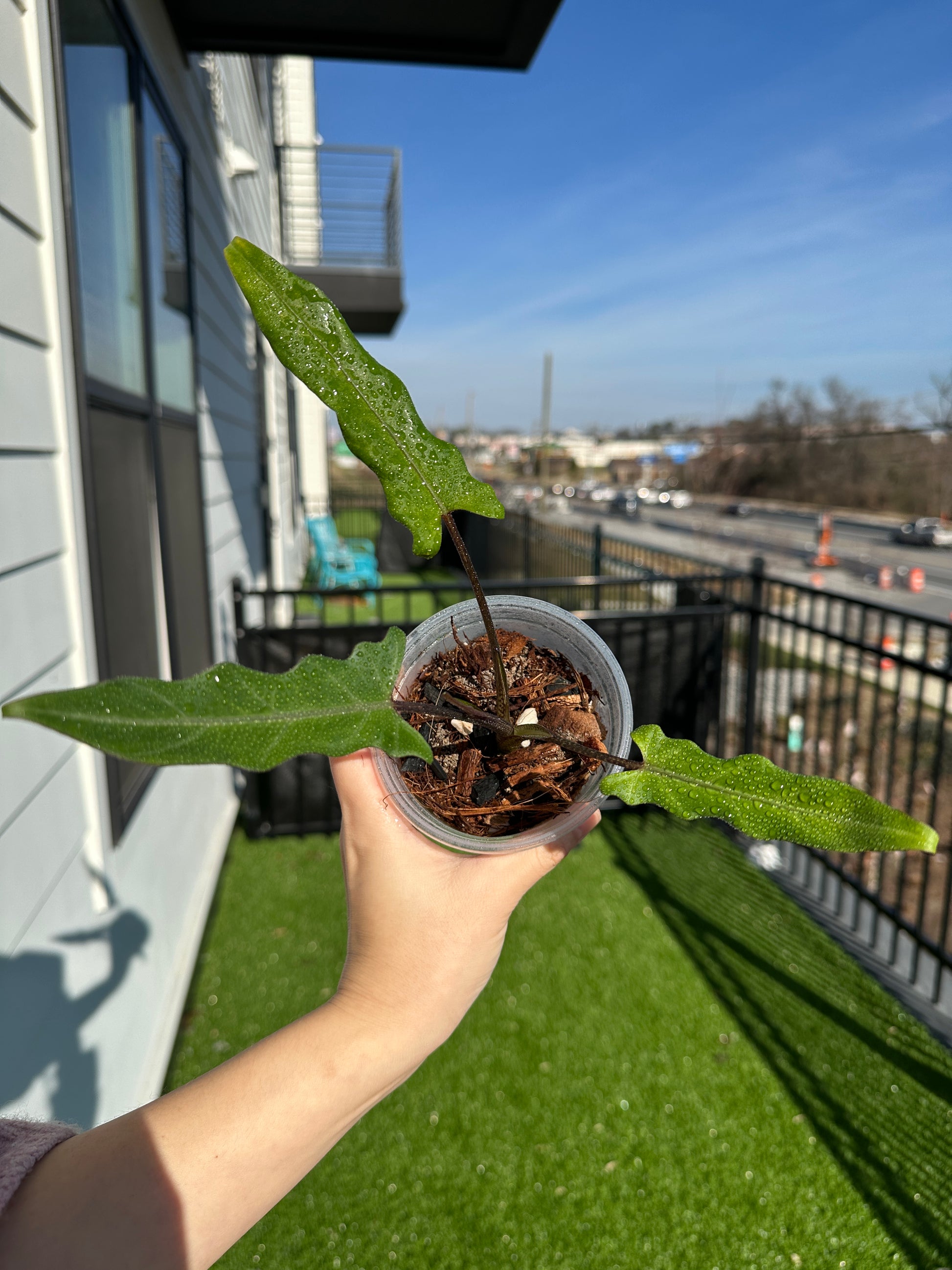 Hand holding Alocasia Purple Sword top view