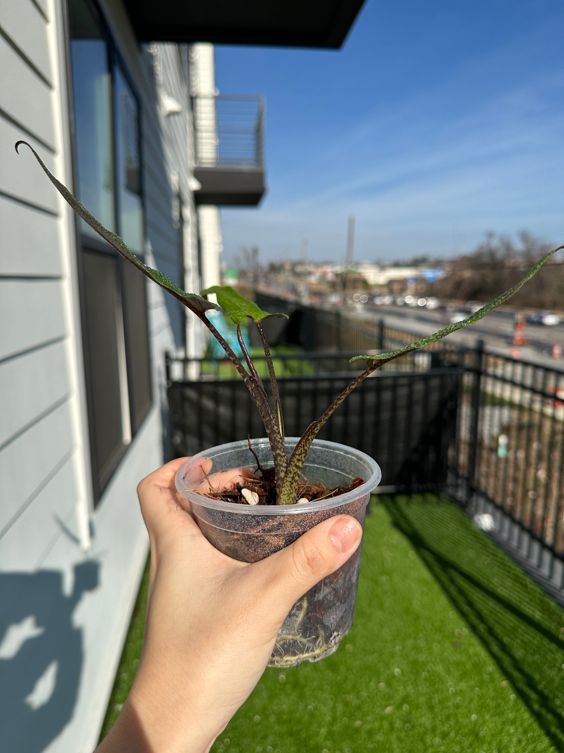 Hand holding Alocasia Purple Sword side view