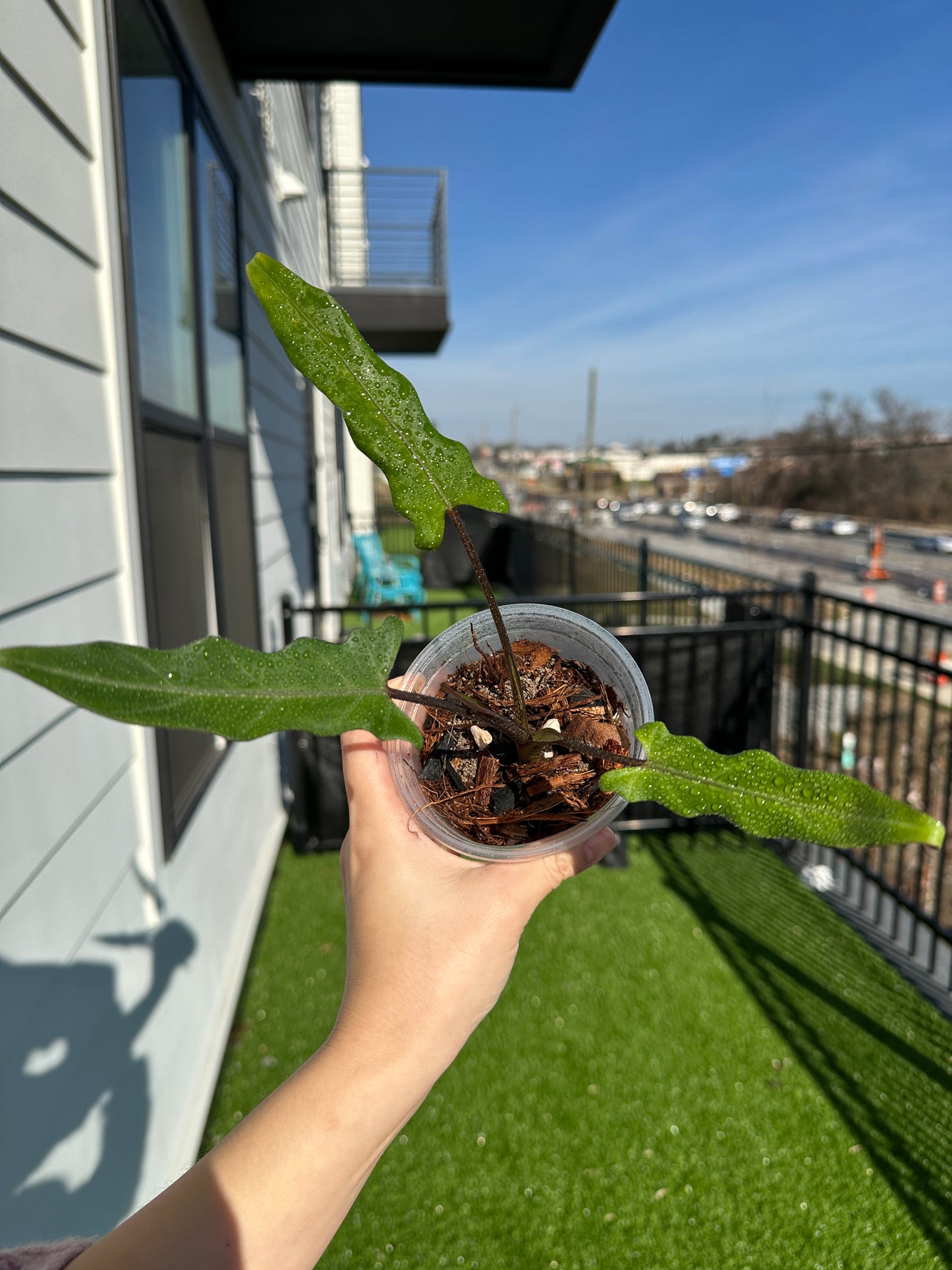 Hand holding Alocasia Purple Sword top view