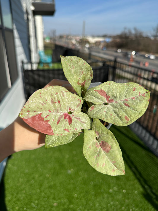 Hand holding Syngonium confetti vertical view
