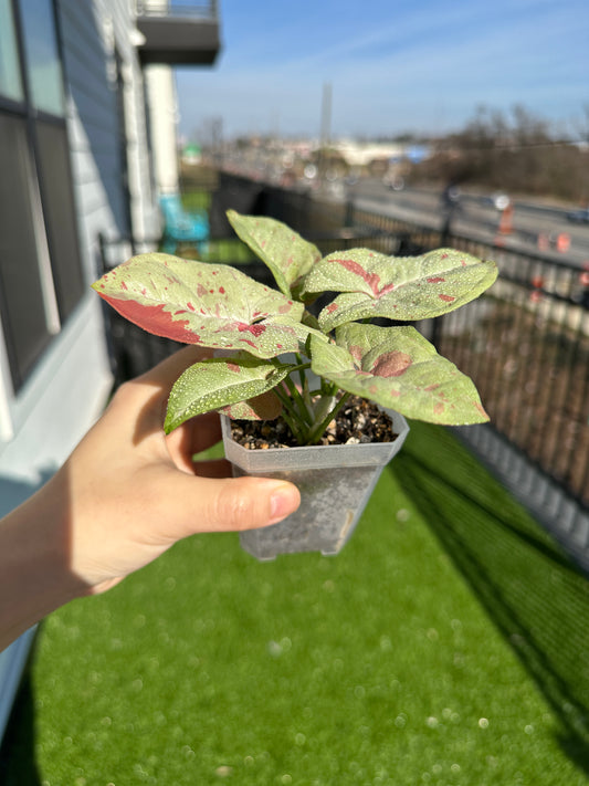 Hand holding Syngonium confetti vertical view