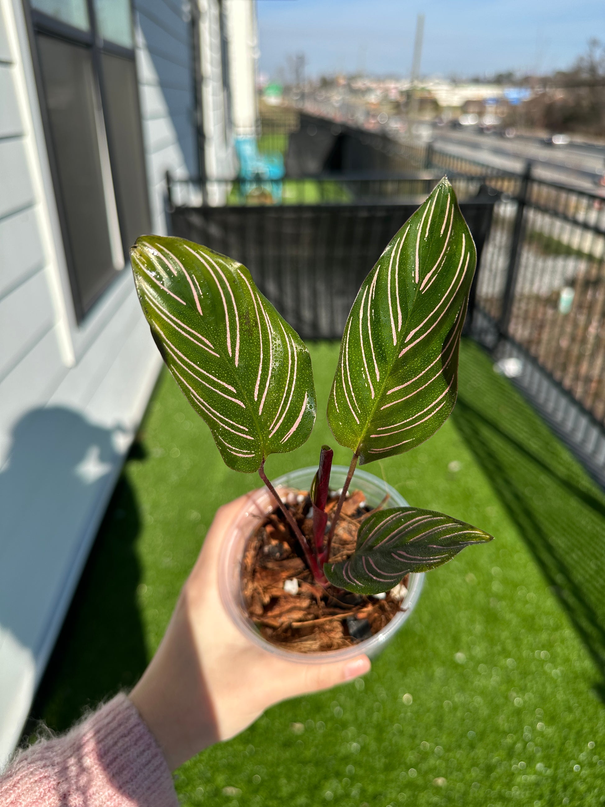 Hand holding Calathea Pinstripe Ornata top view