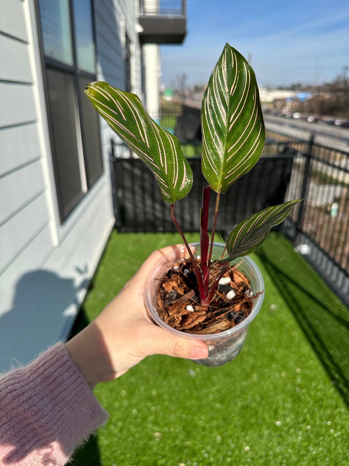 Hand holding Calathea Pinstripe Ornata