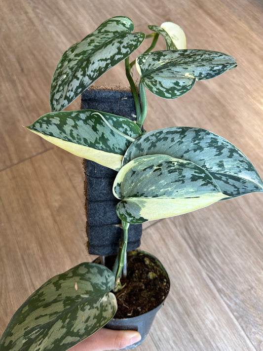 Scindapsus "Mariposa" - 4" with pole